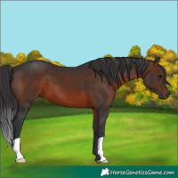 Horse Color:Brown 