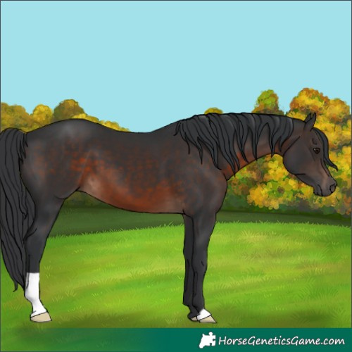 Horse Color:Brown 
