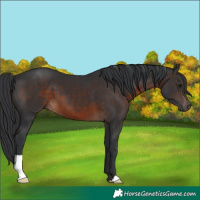 Horse Color:Brown 