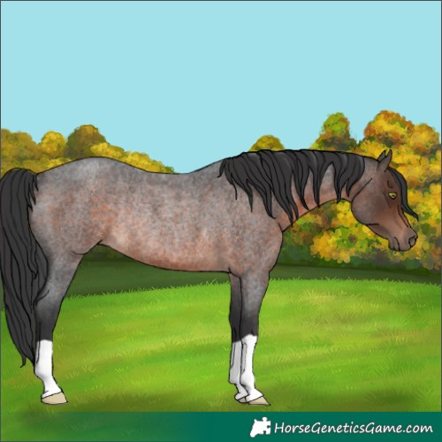 Horse Color:Brown Roan Rabicano 