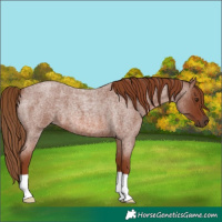 Horse Color:Red Roan 