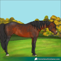 Horse Color:Brown 