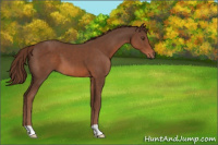 Horse Color:Liver Chestnut 