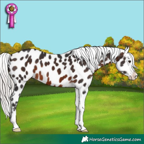 Horse Color:Silver Brown Appaloosa 