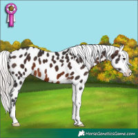 Horse Color:Silver Brown Appaloosa 