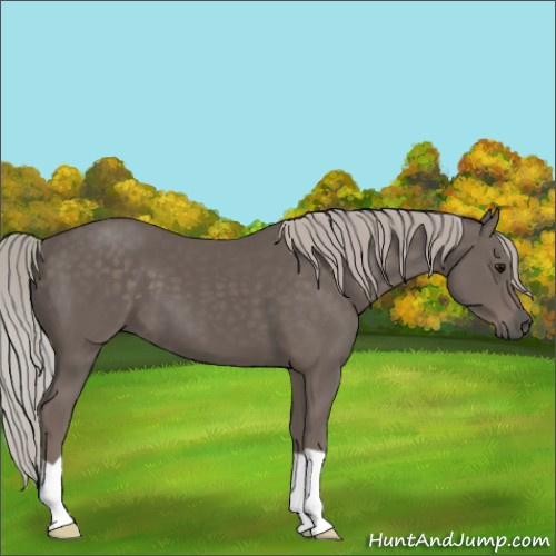 Horse Color:Silver Black 