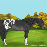 Horse Color:Black Appaloosa 