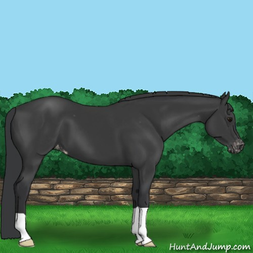 Horse Color:Black Appaloosa 