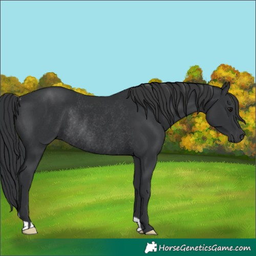 Horse Color:Black Rabicano 