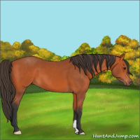 Horse Color:Bay 