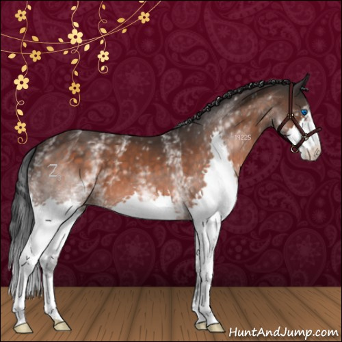 Horse Color:White Spotted Brown Splash 