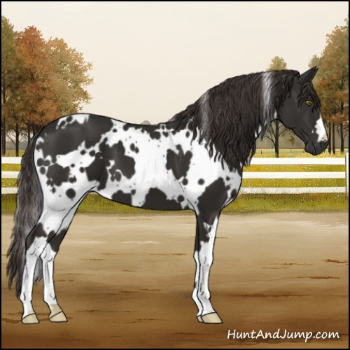 Horse Color:White Spotted Liver Chestnut