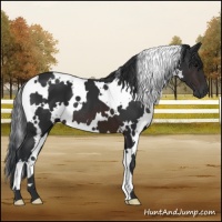 Horse Color:White Spotted Brown 