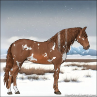 Horse Color:White Spotted Chestnut 
