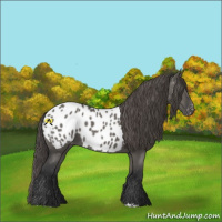 Horse Color:Grullo Near Leopard 
