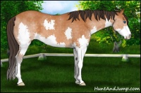 Horse Color:Buckskin Roan Splash 