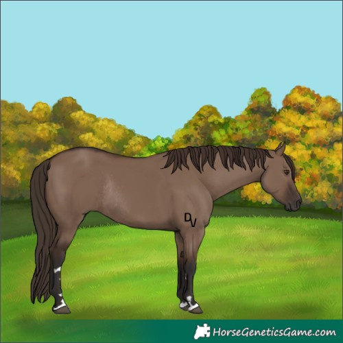 Horse Color:Liver Red Dun Rabicano