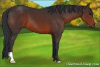 Horse Color:Brown 