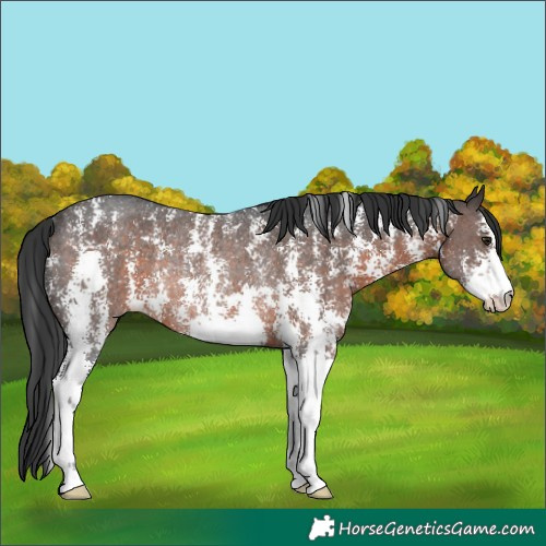 Horse Color:Brown Sabino Rabicano 