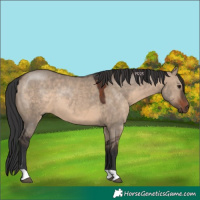Horse Color:Brown Dun 