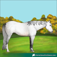 Horse Color:Gray Buckskin 