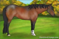 Horse Color:Brown 