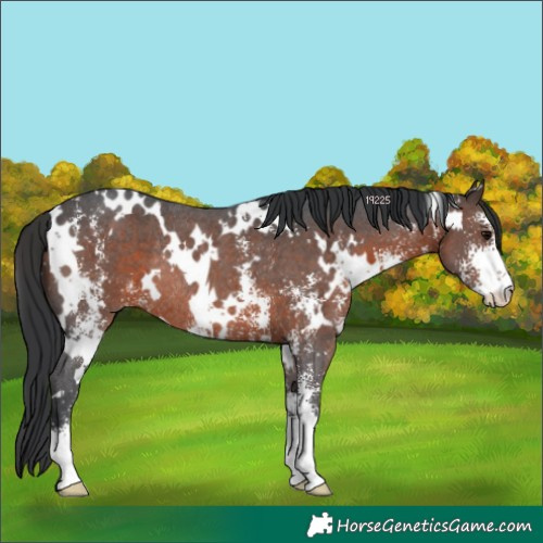 Horse Color:White Spotted Brown Sabino Rabicano 