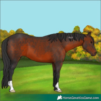 Horse Color:Brown 