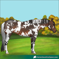 Horse Color:White Spotted Brown 