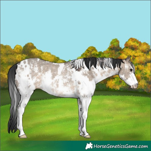 Horse Color:White Spotted Brown Dun Sabino Rabicano 