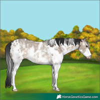 Horse Color:White Spotted Brown Dun Sabino Rabicano 