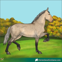 Horse Color:Silver Buckskin Dun 