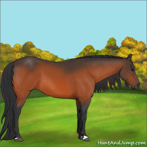 Horse Color:Bay 