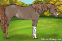 Horse Color:Liver Red Dun Rabicano 