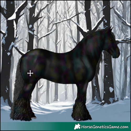Horse Color:Midnight Black 