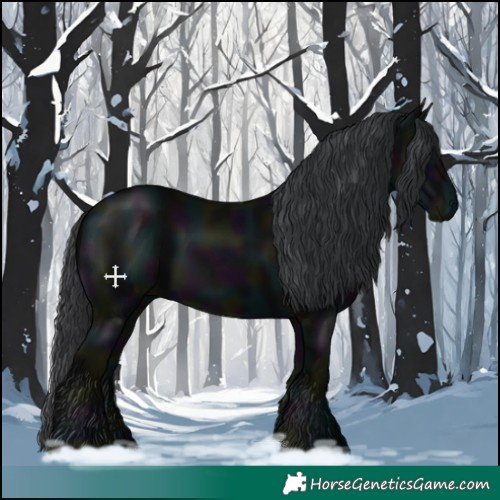 Horse Color:Midnight Black 