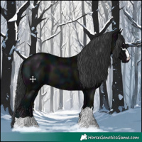 Horse Color:Midnight Black 