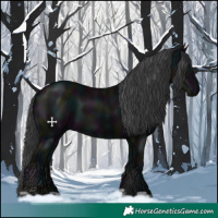 Horse Color:Midnight Black 