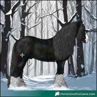 Horse Color:Midnight Black 