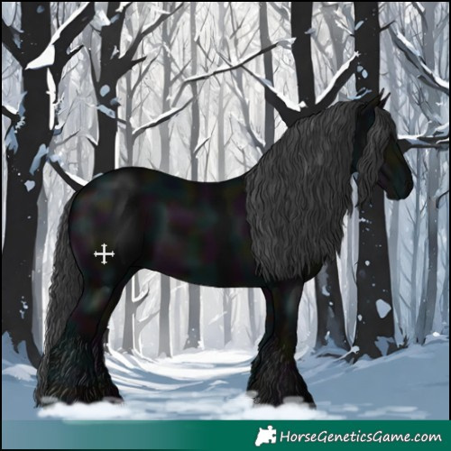 Horse Color:Midnight Black