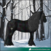 Horse Color:Midnight Black 