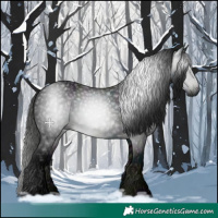 Horse Color:Gray Midnight Black 