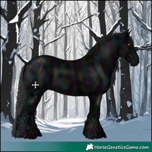 Horse Color:Midnight Black 