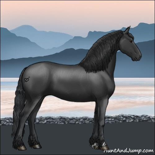 Horse Color:Black 