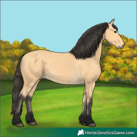 Horse Color:Buckskin 
