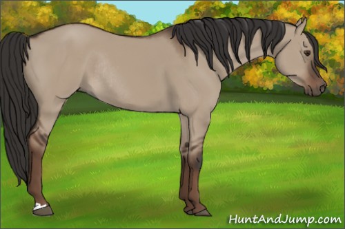 Horse Color:Liver Red Dun Rabicano 