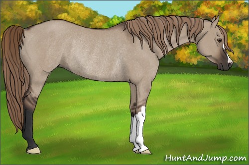 Horse Color:Liver Red Dun Rabicano 
