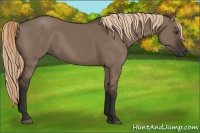 Horse Color:Liver Red Dun Rabicano 