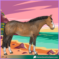 Horse Color:Buckskin 