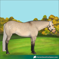 Horse Color:Silver Buckskin Dun 
